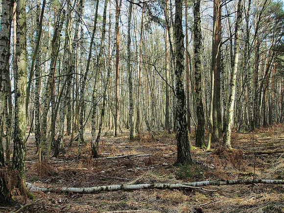 Waldrausch