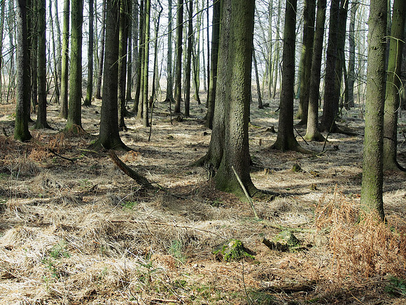 Waldrausch