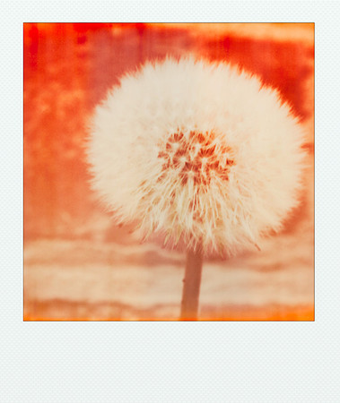 Polalike
